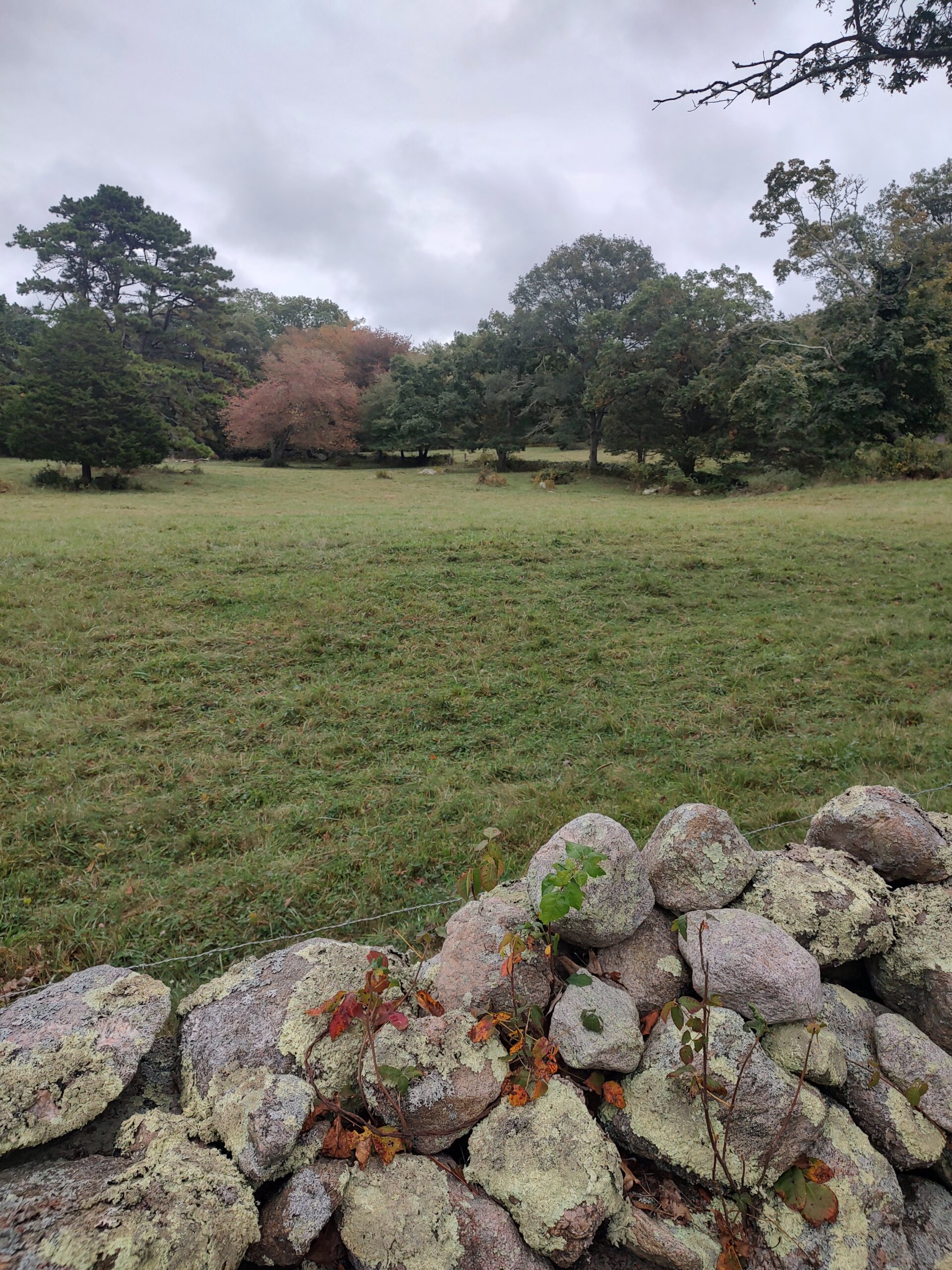 Fall Plant and Insect Walk – Charlestown Land Trust